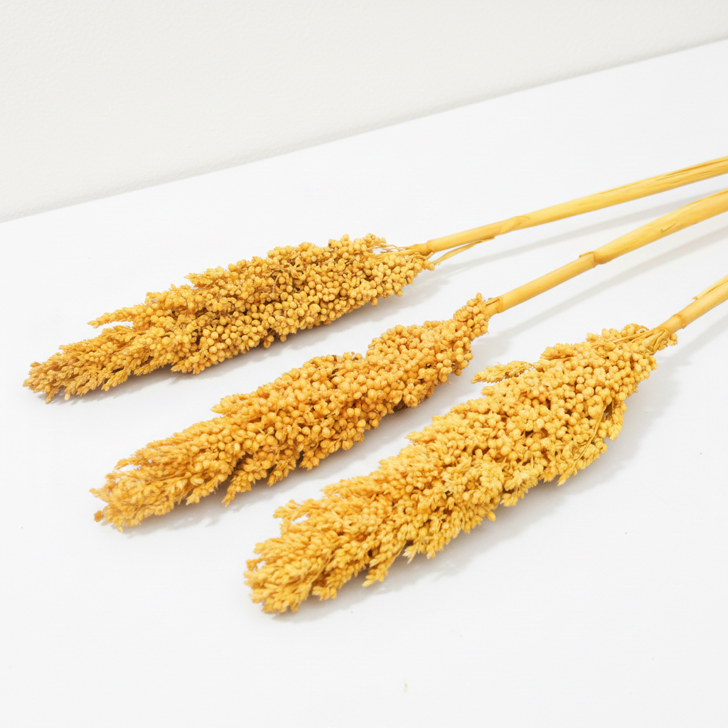 Sušený čirok Indian Corn žlutý – přírodní dekorace se zářivými žlutými klasy